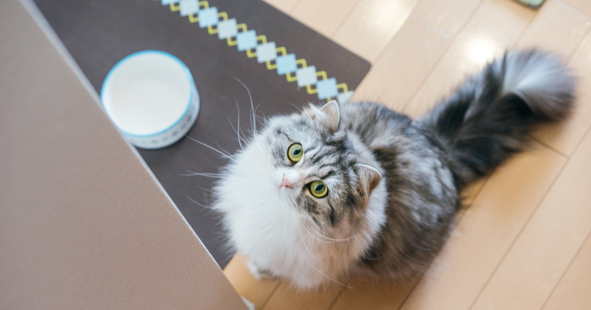 食欲不振の愛猫へのご飯の食べさせ方 にゃんこ１００