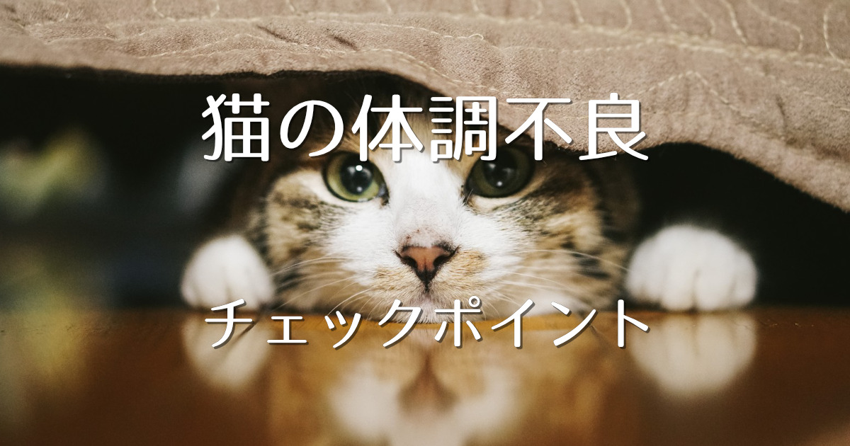 病院に連れていくべき 猫が体調不良のときのチェックポイント にゃんこ１００