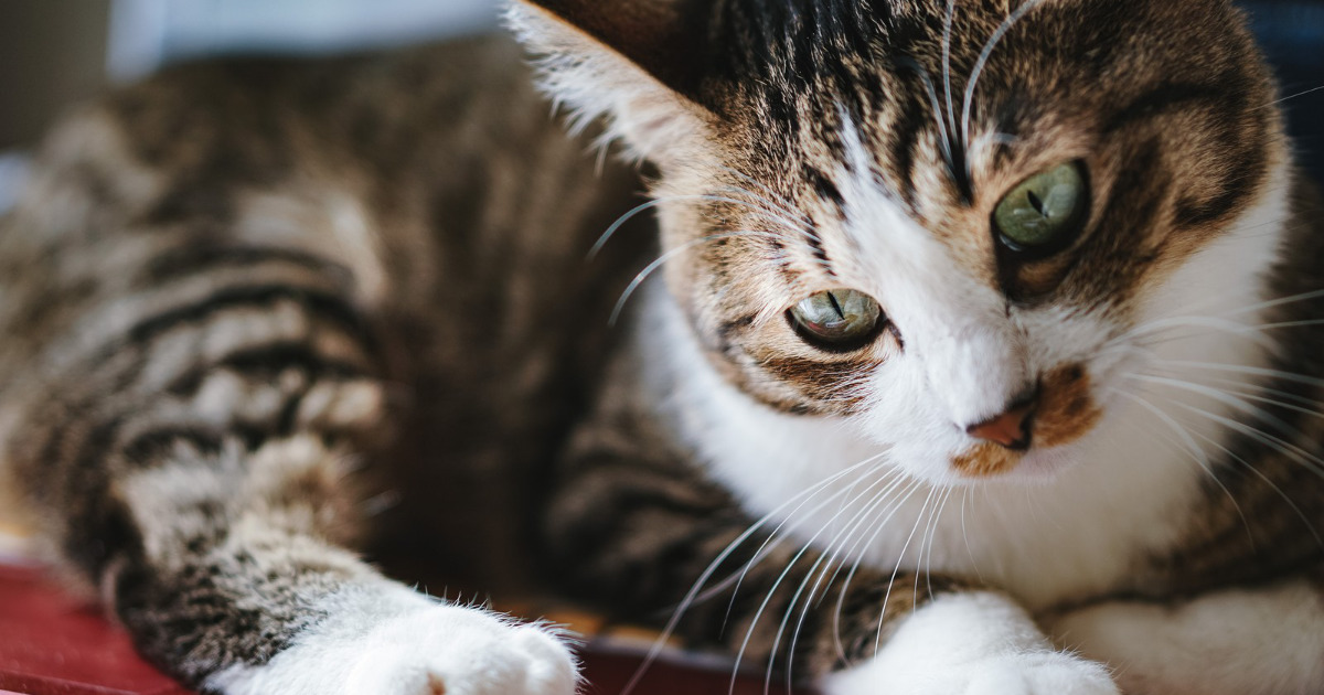 猫にマイクロチップは装着するべき メリットデメリットを徹底調査 にゃんこ１００
