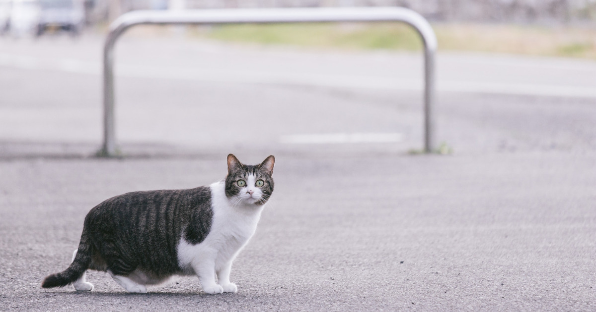 猫にマイクロチップは装着するべき メリットデメリットを徹底調査 にゃんこ１００