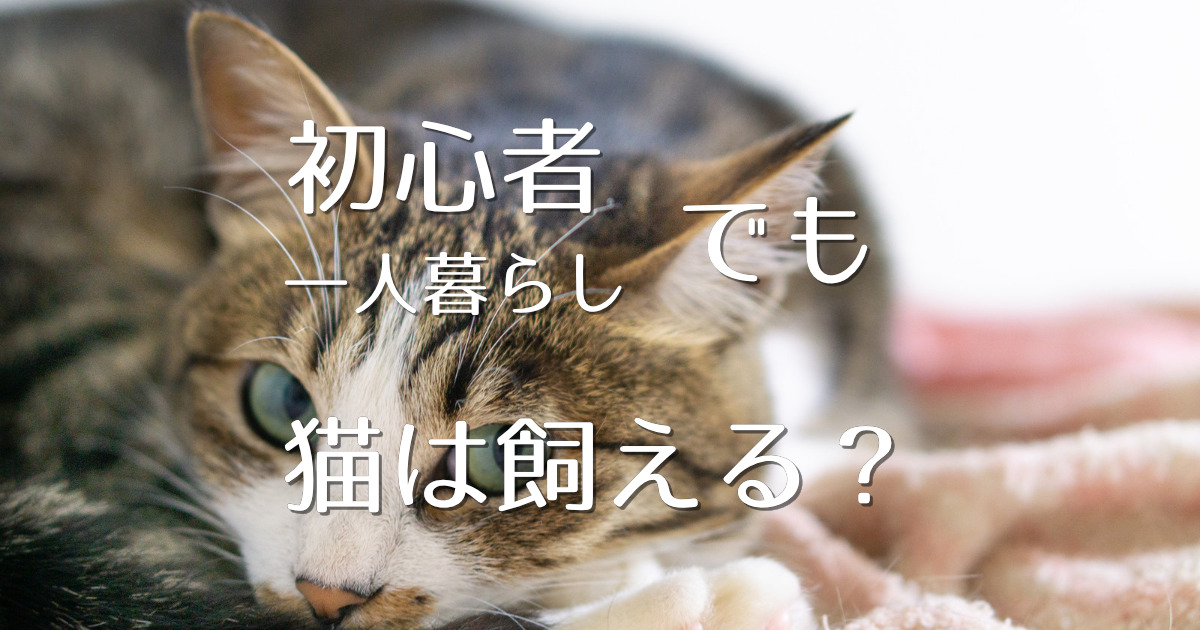 初心者 一人暮らしでも猫は飼える おすすめの品種と注意点 にゃんこ１００