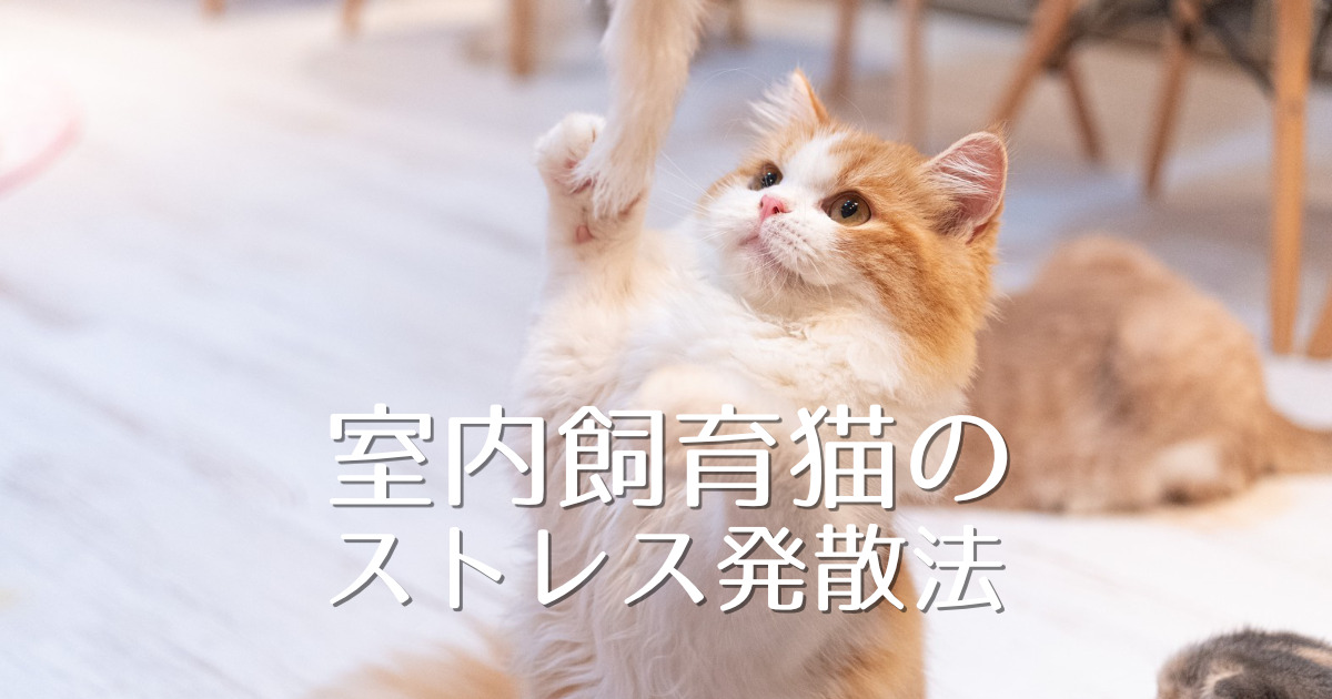 完全室内飼育の猫のストレスは想像以上 ストレスの対処法をご紹介 にゃんこ１００