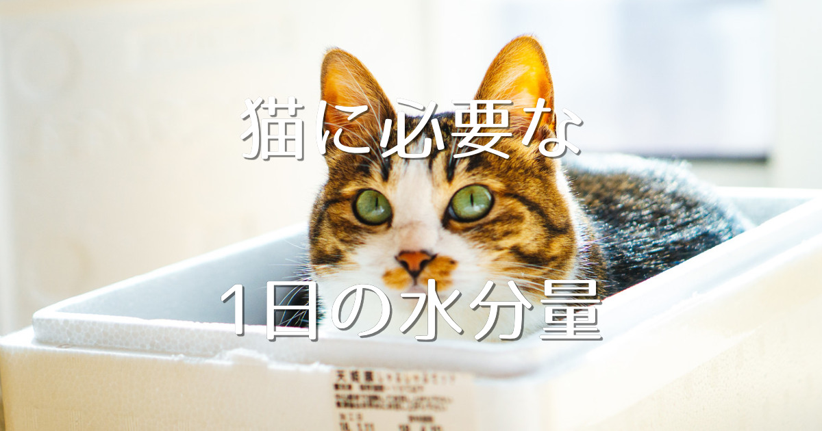 猫が一日に必要な水の量はどれくらい にゃんこ１００