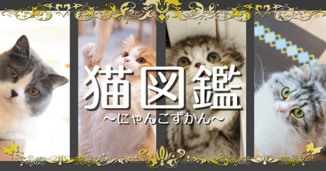 にゃんこ図鑑】アメリカンカール - にゃんこ１００％