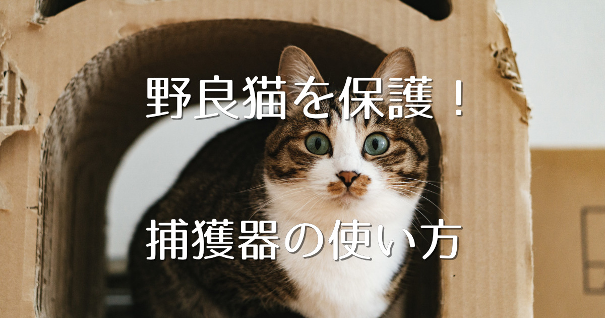 捕獲器の使い方 野良猫を保護する時の強い味方 にゃんこ１００