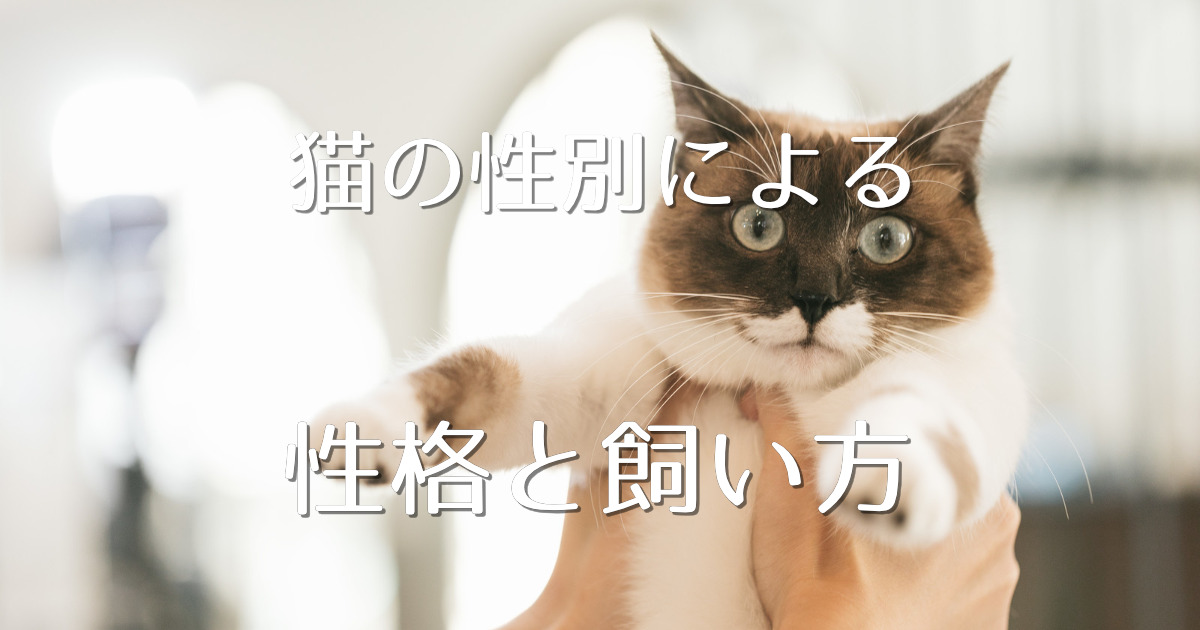 猫の性別による性格 飼い方の違い 初心者におすすめなのはどっち にゃんこ１００