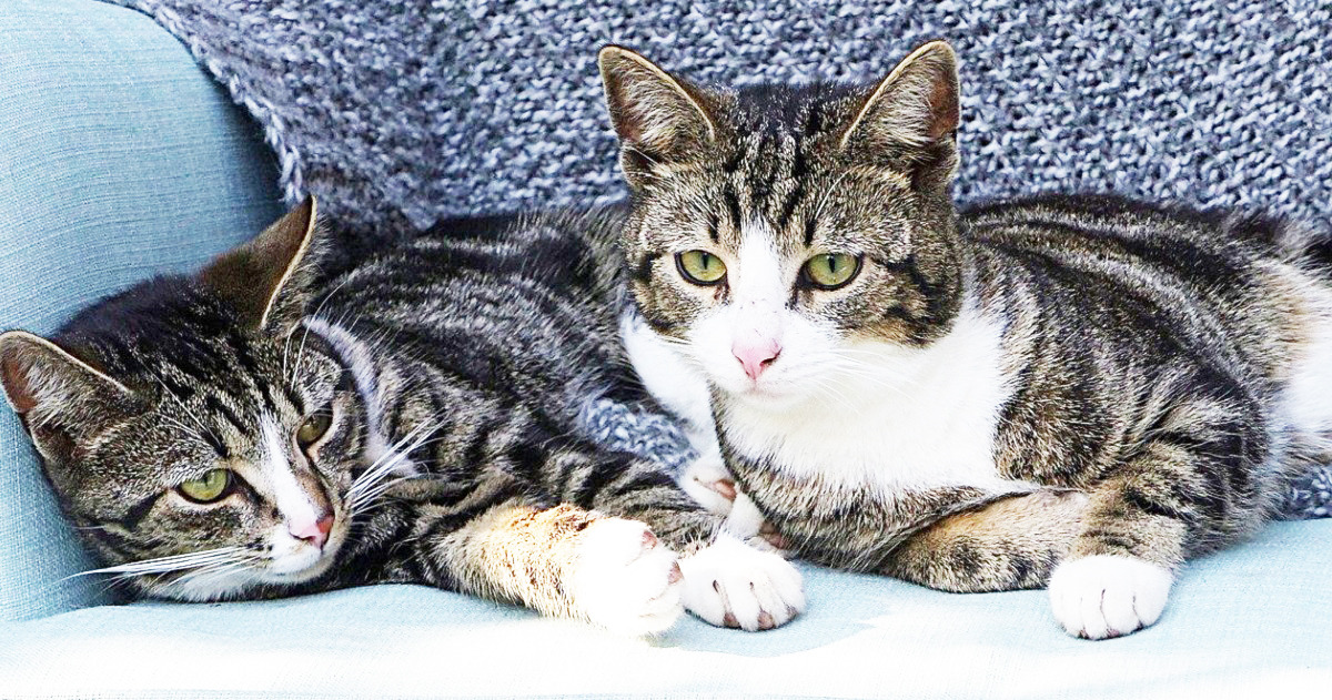猫の性別による性格 飼い方の違い 初心者におすすめなのはどっち にゃんこ１００