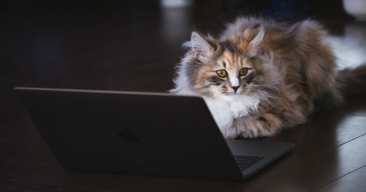 猫がいなくなった 帰ってくる確率は いつまで様子を見ていて大丈夫 にゃんこ１００