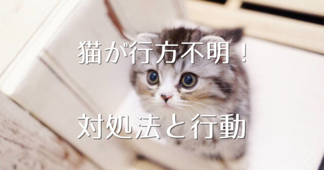 猫がいなくなった 帰ってくる確率は いつまで様子を見ていて大丈夫 にゃんこ１００