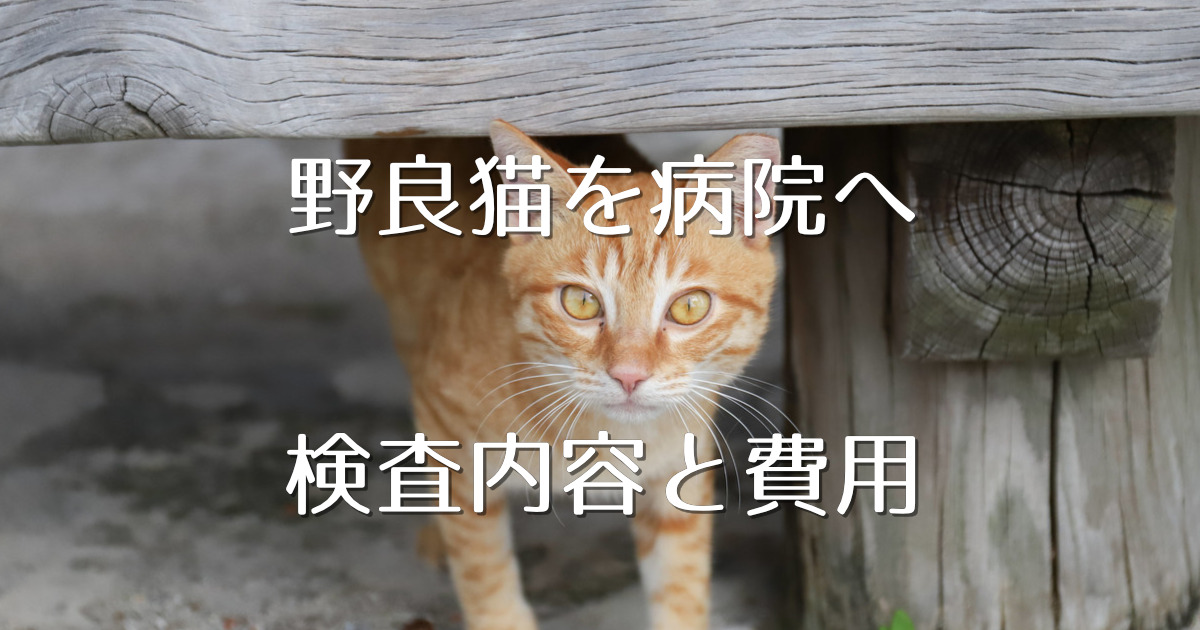 野良猫を保護したら動物病院でどんな検査をする 費用は にゃんこ１００