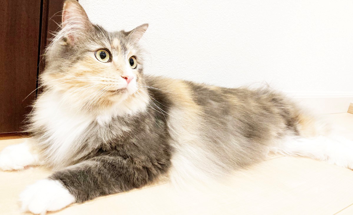長毛種の猫の特徴と飼い方 品種紹介 にゃんこ１００