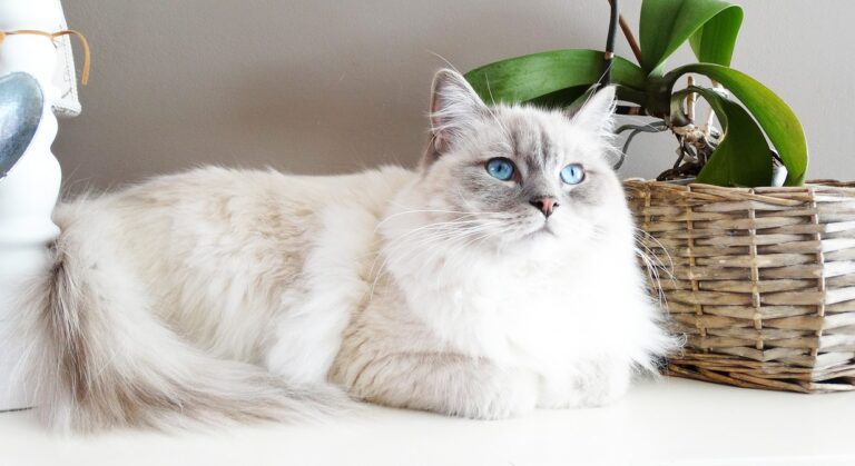 タキシードキャット：品種プロフィール、特徴、飼い方