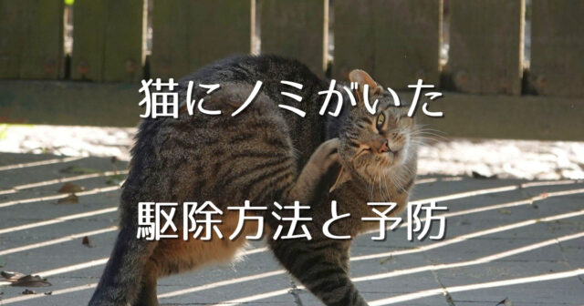 猫のノミダニ対策は大丈夫？ノミダニの症状は？人間にもうつるので注意！ - にゃんこ100％