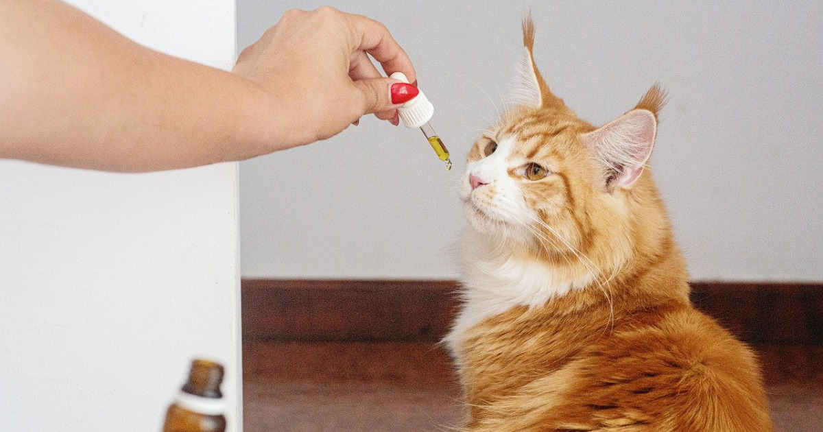 猫にノミがいた！ノミの取り方と予防法 - にゃんこ100％