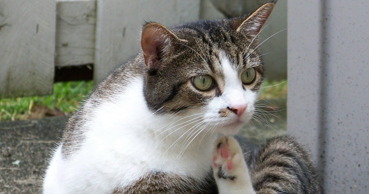 猫にノミがいた！ノミの取り方と予防法 - にゃんこ100％