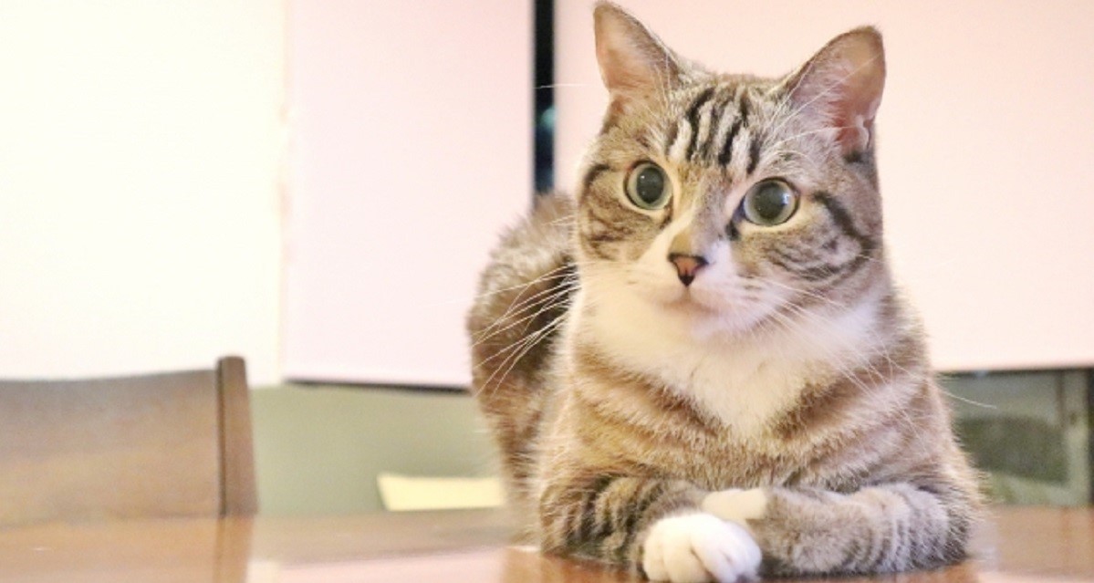 座り方でわかる 猫の気持ち - にゃんこ100%