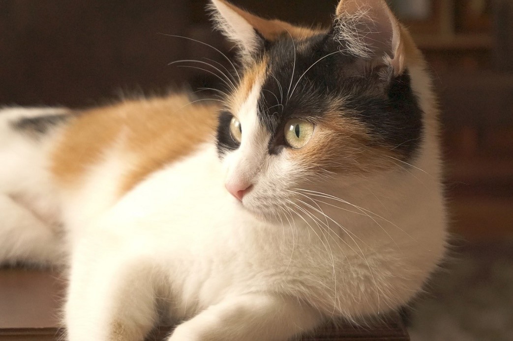 座り方でわかる 猫の気持ち - にゃんこ100%