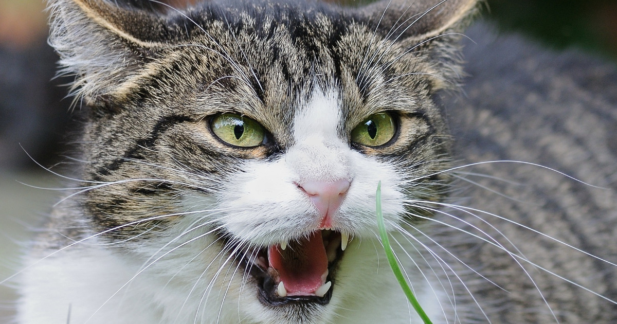 猫が怒っているときがわかる？怒っているときのサインを知ろう！ - にゃんこ100％
