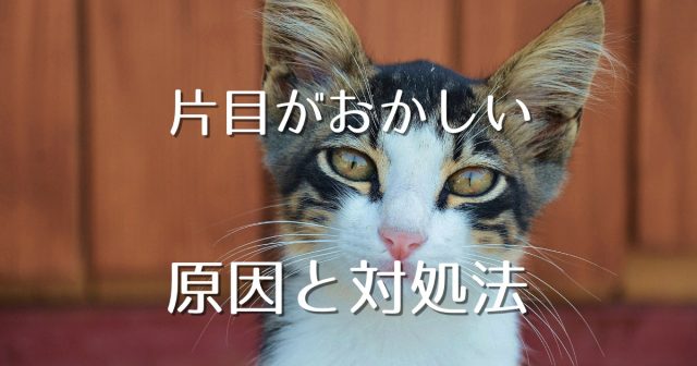 猫用目薬はどこで売ってる 人間用の目薬を使わないほうがいい理由も にゃんこ１００