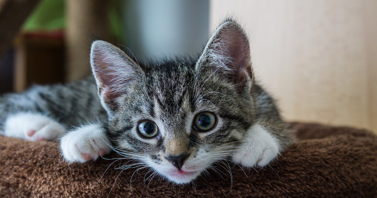 猫用目薬はどこで売ってる 人間用の目薬を使わないほうがいい理由も にゃんこ１００