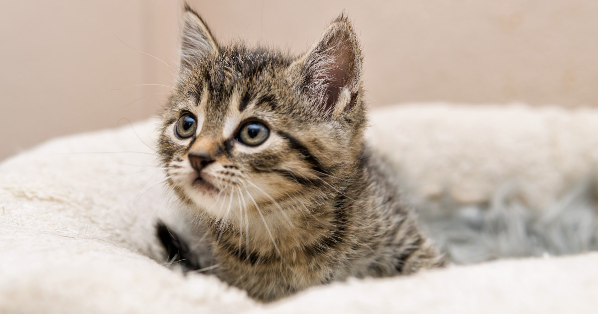 猫用目薬はどこで売ってる 人間用の目薬を使わないほうがいい理由も にゃんこ１００